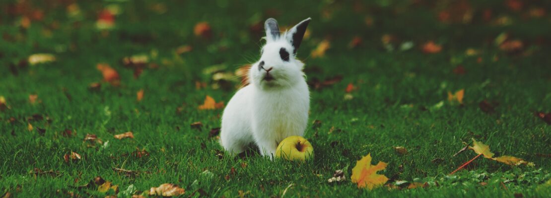 Le Top 10 des accessoires indispensables pour votre lapin nain