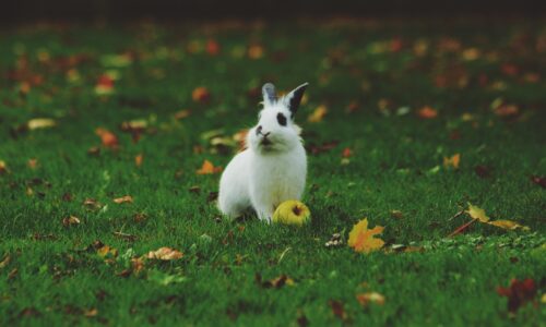 Le Top 10 des accessoires indispensables pour votre lapin nain